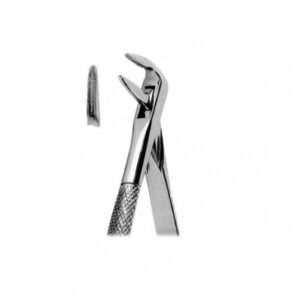 Lower Incisor Roots